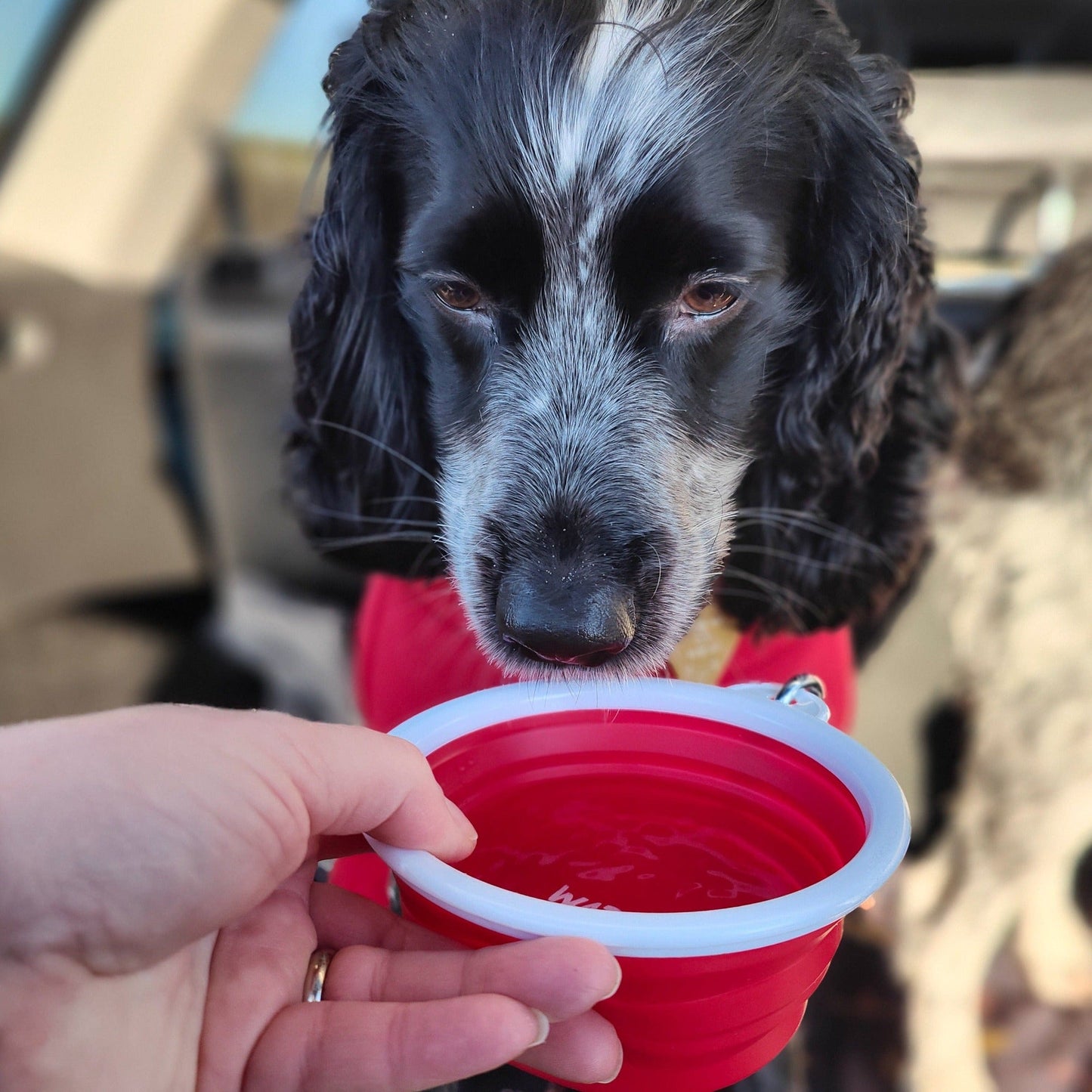 ThIrsty Dog Bowl - Chilli Red
